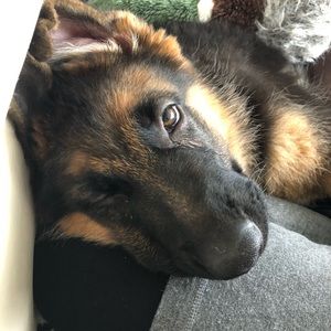 Meet your Posher, Ella